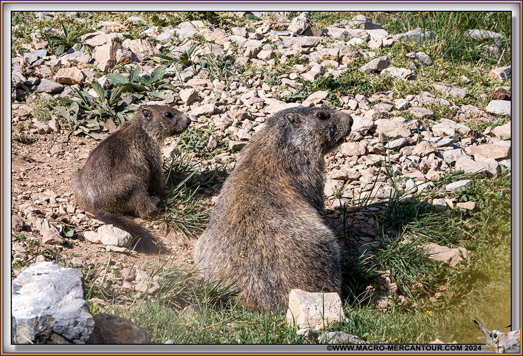 MARMOTTES